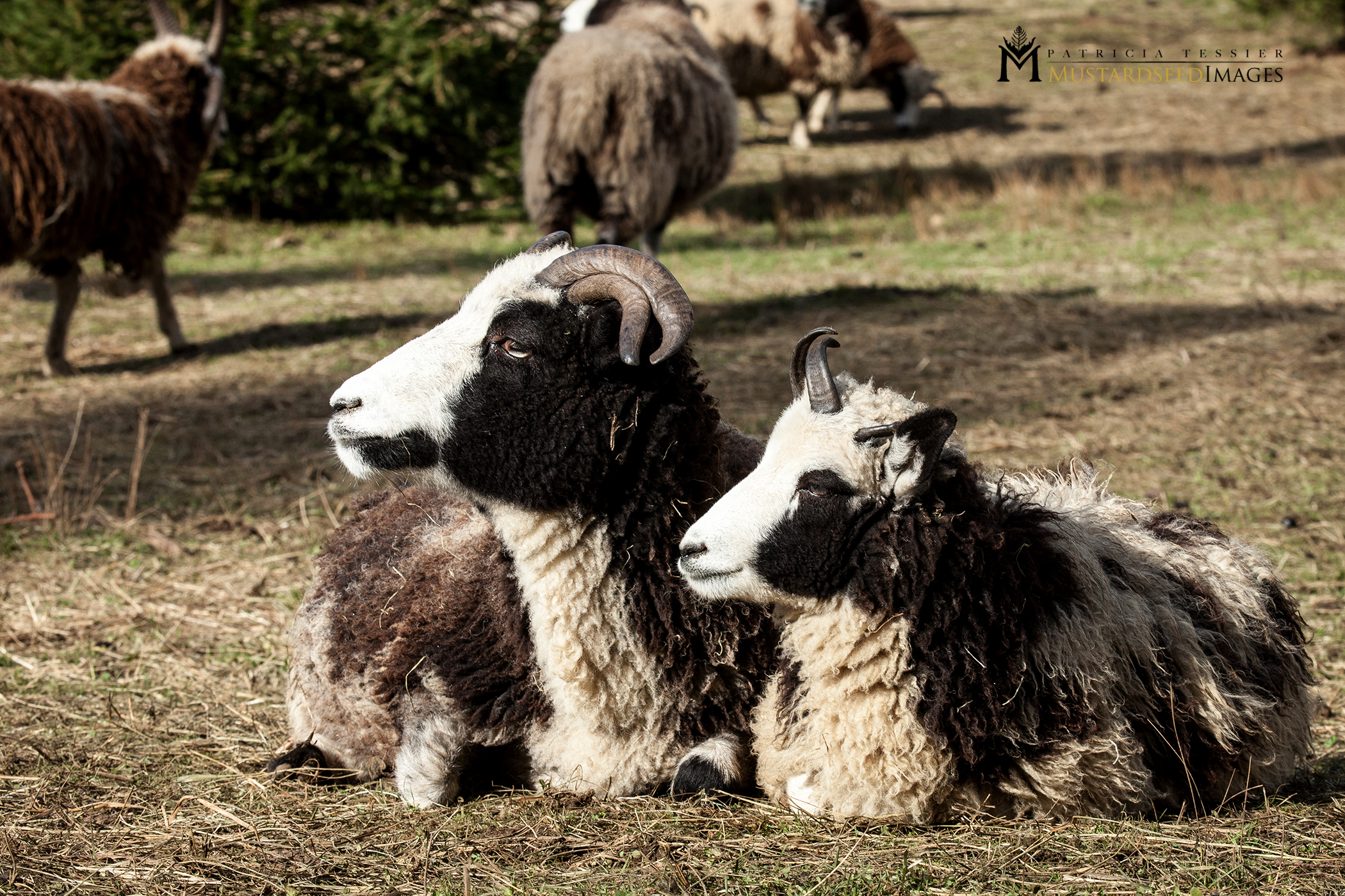 Case Study: Yacub Shop